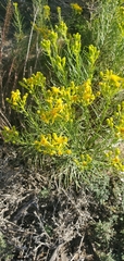 Senecio blochmaniae