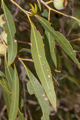 Eucalyptus todtiana