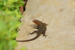 Eutropis rugifera