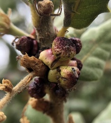 Disholcaspis prehensa