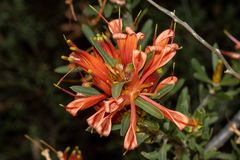 Lambertia multiflora multiflora