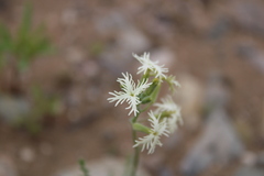 Schizopetalon