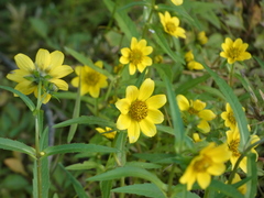 Helianthus porteri