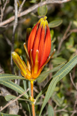 Lambertia multiflora multiflora