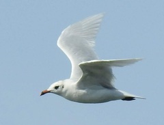 Ichthyaetus melanocephalus