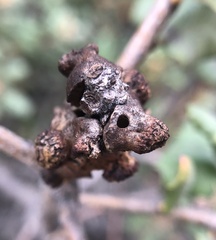 Disholcaspis prehensa