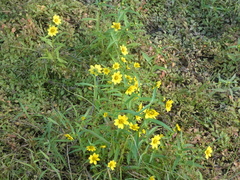 Helianthus porteri