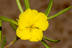 Hibbertia pubens