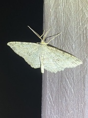 Melanolophia signataria