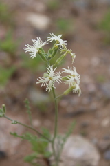 Schizopetalon