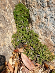 Selaginella hansenii