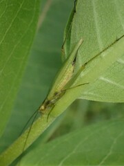 Oecanthus forbesi