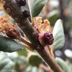 Disholcaspis prehensa