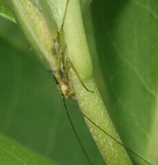 Oecanthus forbesi