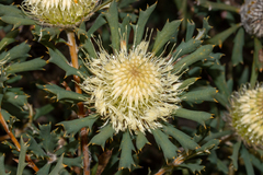 Banksia carlinoides