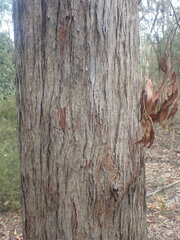 Eucalyptus