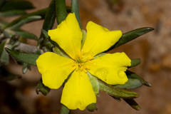 Hibbertia pubens
