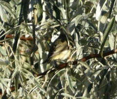 Vireo gilvus