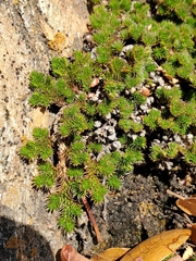 Selaginella hansenii