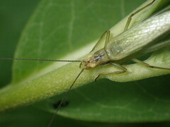 Oecanthus forbesi