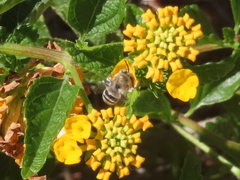 Anthophora