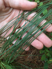 Xerophyllum asphodeloides