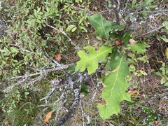 Quercus ellipsoidalis