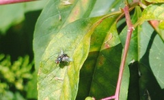 Calliphora vicina