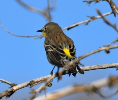Setophaga coronata auduboni