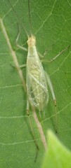 Oecanthus forbesi