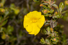 Hibbertia hypericoides