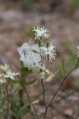 Schizopetalon