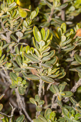 Hibbertia hypericoides