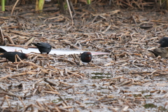 Chrysomus ruficapillus