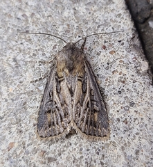 Agrotis gladiaria