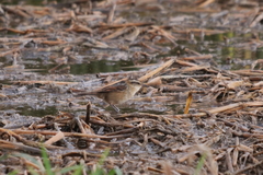 Phleocryptes melanops