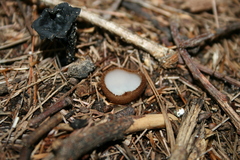 Humaria hemisphaerica