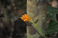 Anthurium cotobrusii