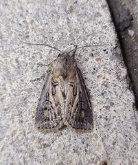 Agrotis gladiaria