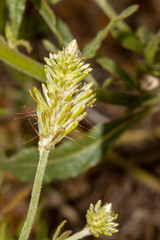 Ptilotus polystachyus