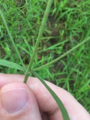 Eupatorium leucolepis