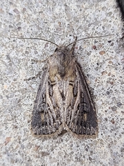 Agrotis gladiaria