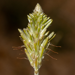 Ptilotus polystachyus
