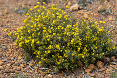 Hibbertia fasciculiflora