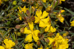 Hibbertia fasciculiflora