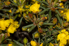 Hibbertia fasciculiflora