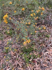 Pultenaea