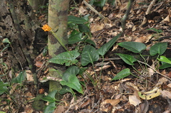 Anthurium cotobrusii