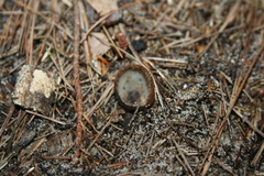 Humaria hemisphaerica