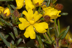 Hibbertia fasciculiflora